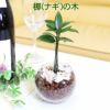 土を使わないで清潔なミニ観葉植物 ハイドロボール植え ナギの木