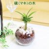 土を使わないで清潔なミニ観葉植物 ハイドロボール植え マキの木