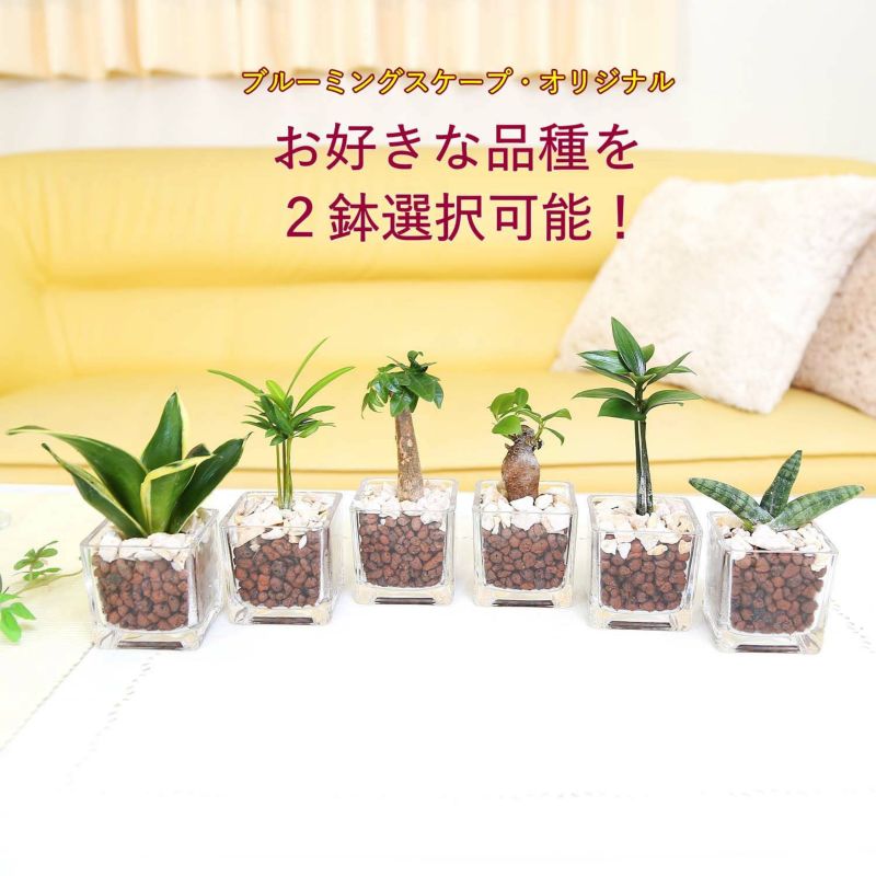 土を使わない観葉植物 ハイドロカルチャー