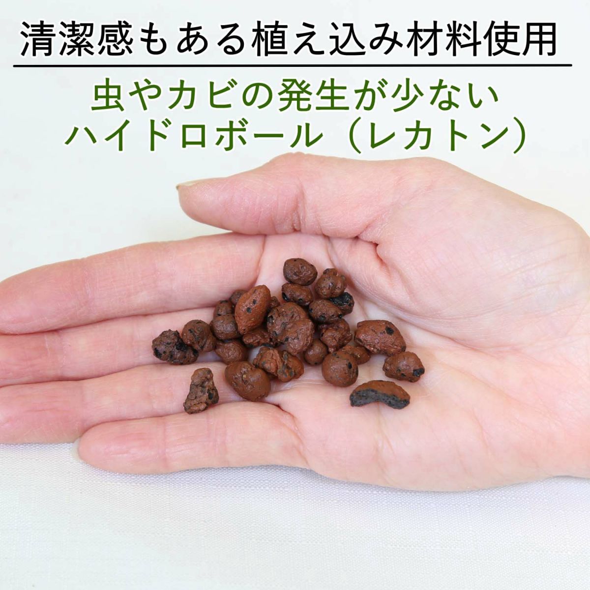 土を使わない観葉植物 ハイドロカルチャー