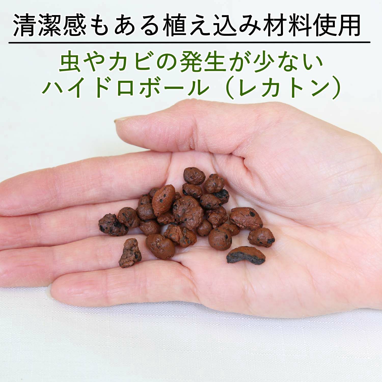 土を使わない観葉植物 ハイドロカルチャー