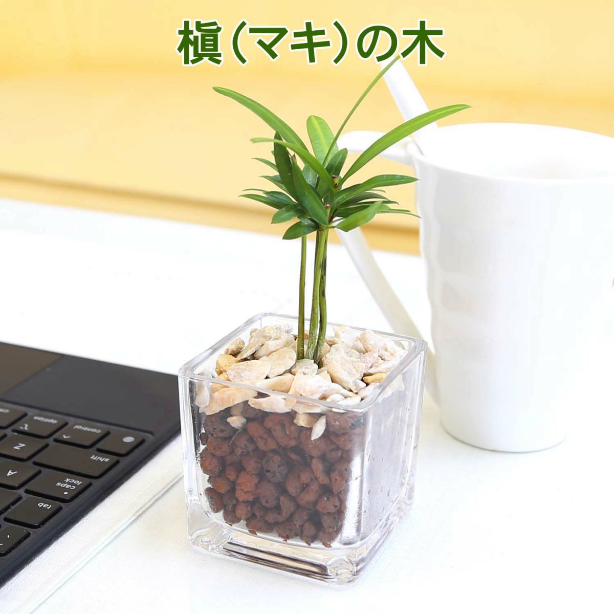 土を使わない観葉植物 ハイドロカルチャー マキの木