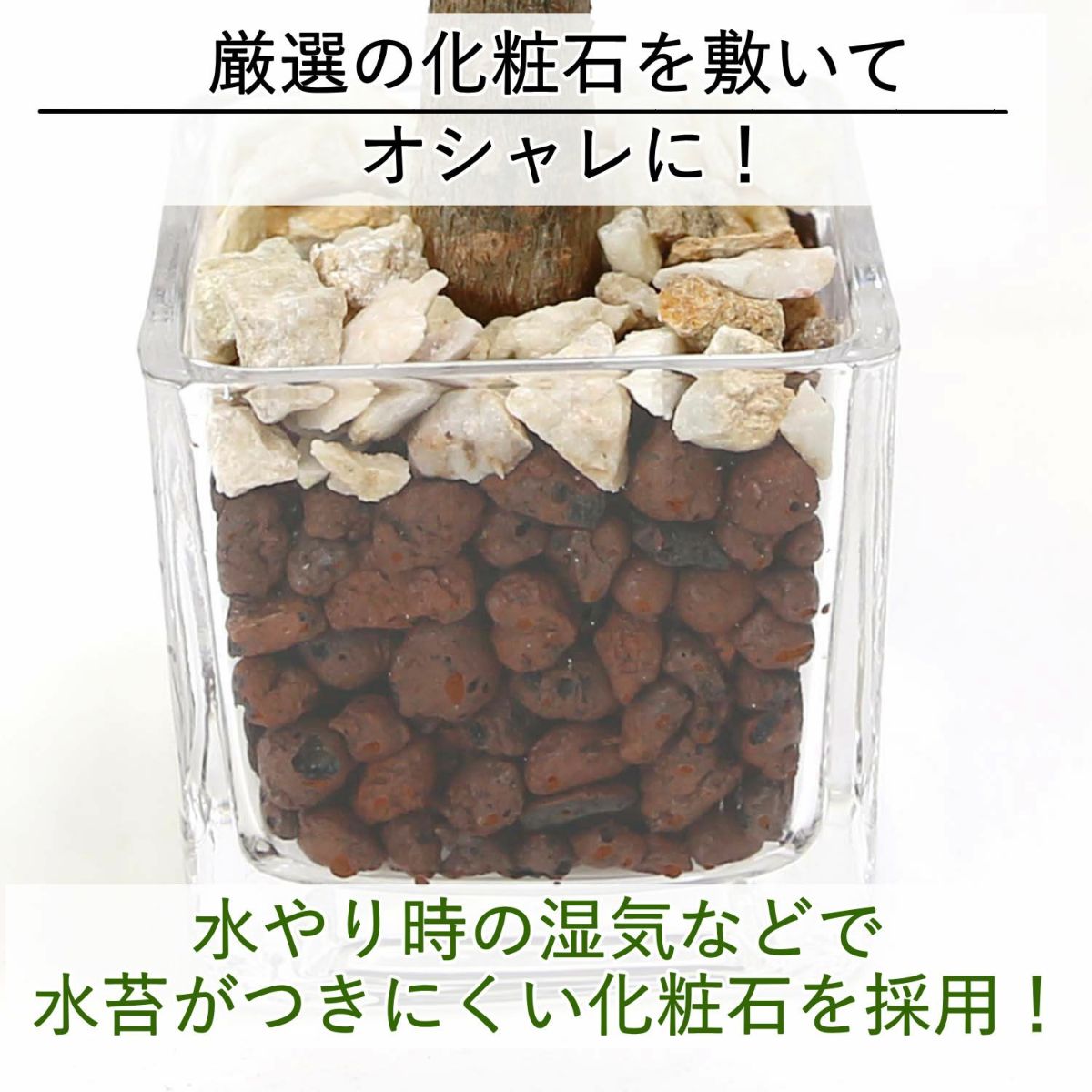 土を使わない観葉植物 ハイドロカルチャー