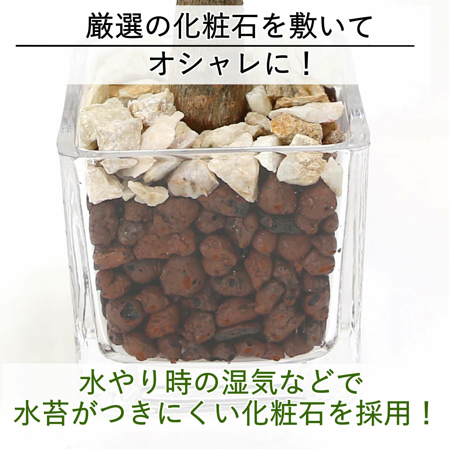 土を使わない観葉植物 ハイドロカルチャー