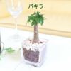 土を使わない観葉植物 キューブ形 パキラ