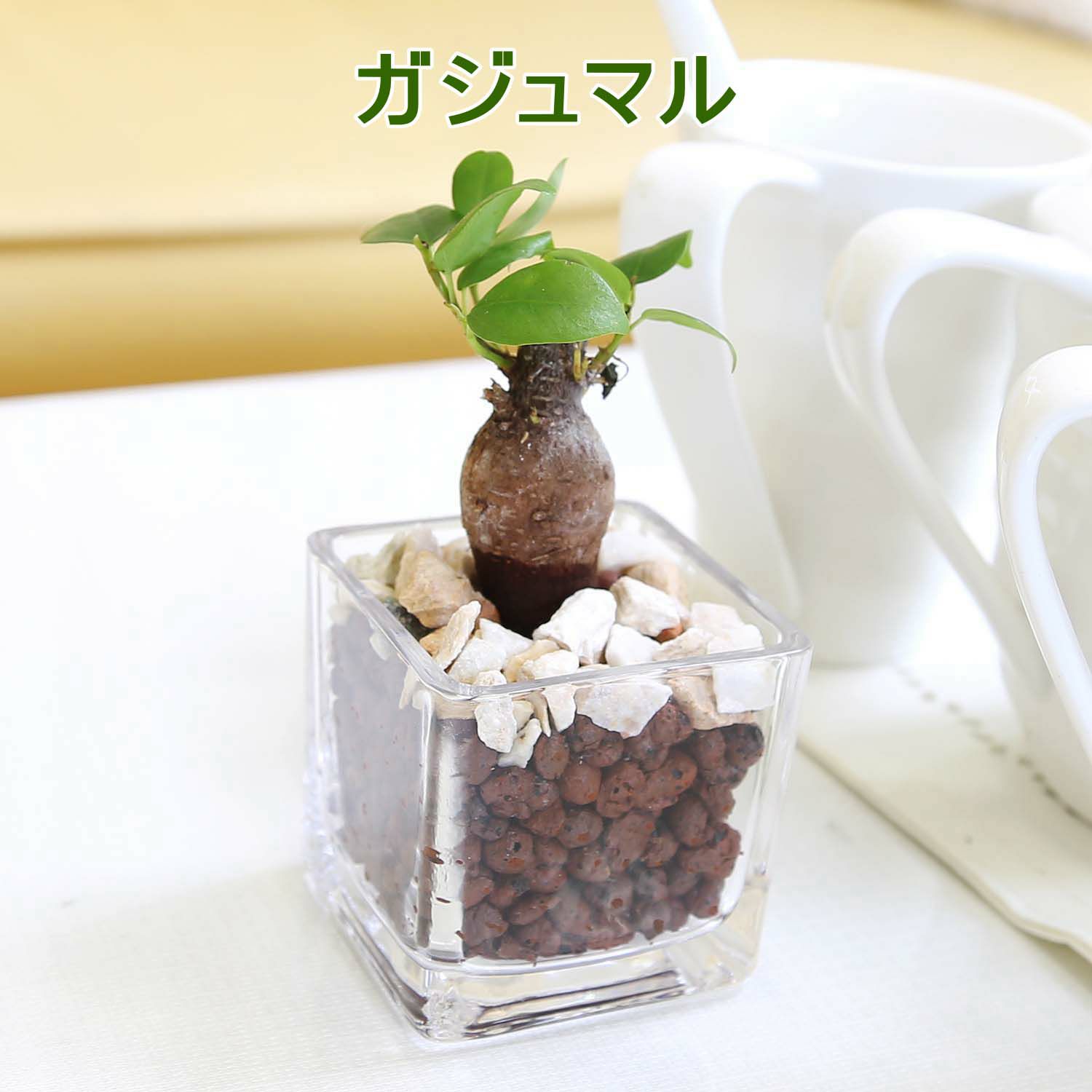 土を使わない観葉植物 キューブ形 ガジュマル