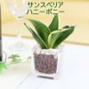 土を使わない観葉植物 キューブ形 サンスベリア ハニーボニー