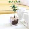 土を使わない観葉植物 キューブ形 ナギの木