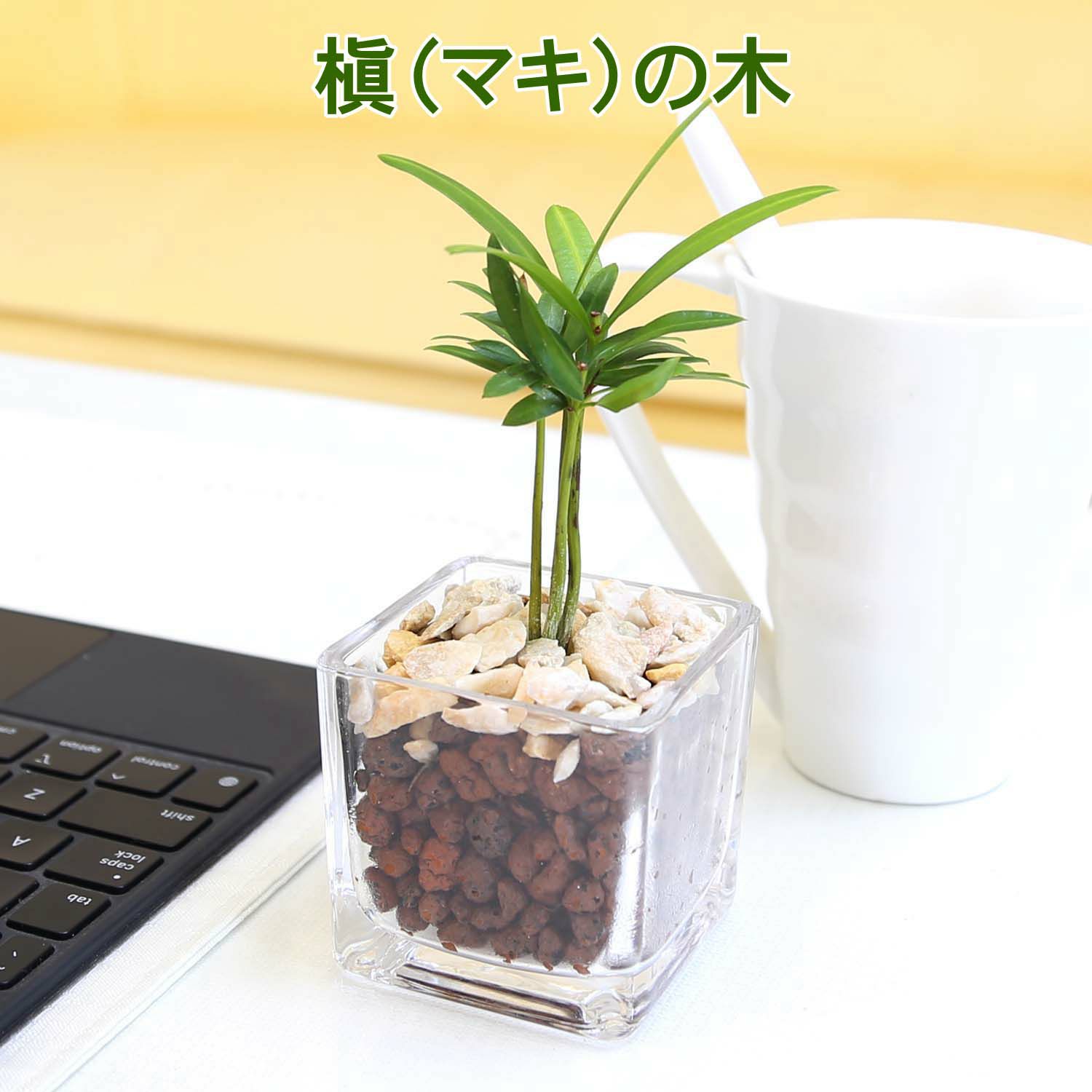 土を使わない観葉植物 キューブ形 マキの木