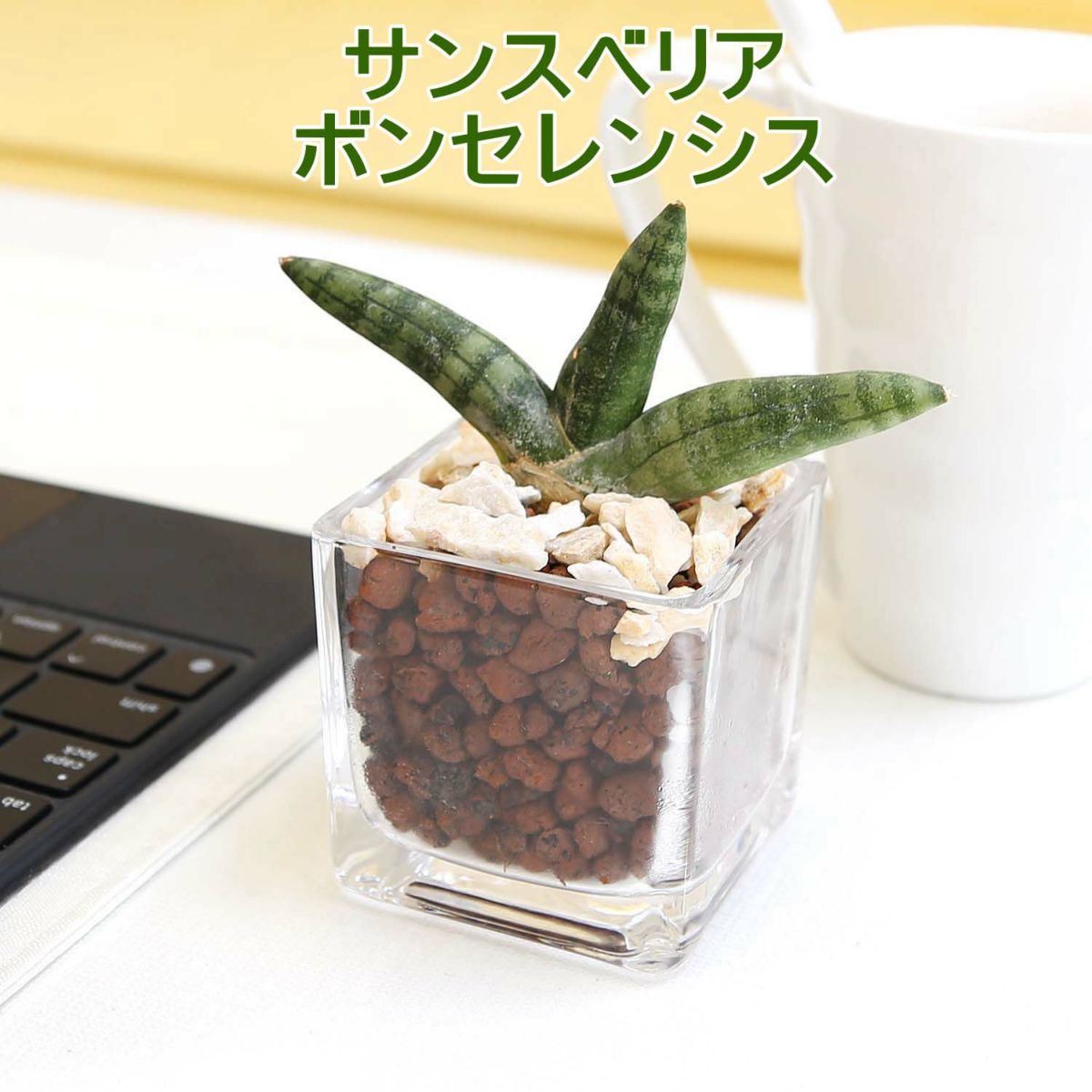 土を使わない観葉植物 キューブ形 サンスベリア ボンセレンシス
