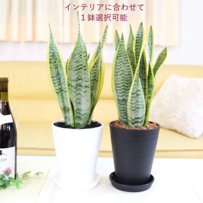 空気を浄化するといわれているサンスベリア 5号 プラスチックセラアート鉢と鉢皿付き １鉢