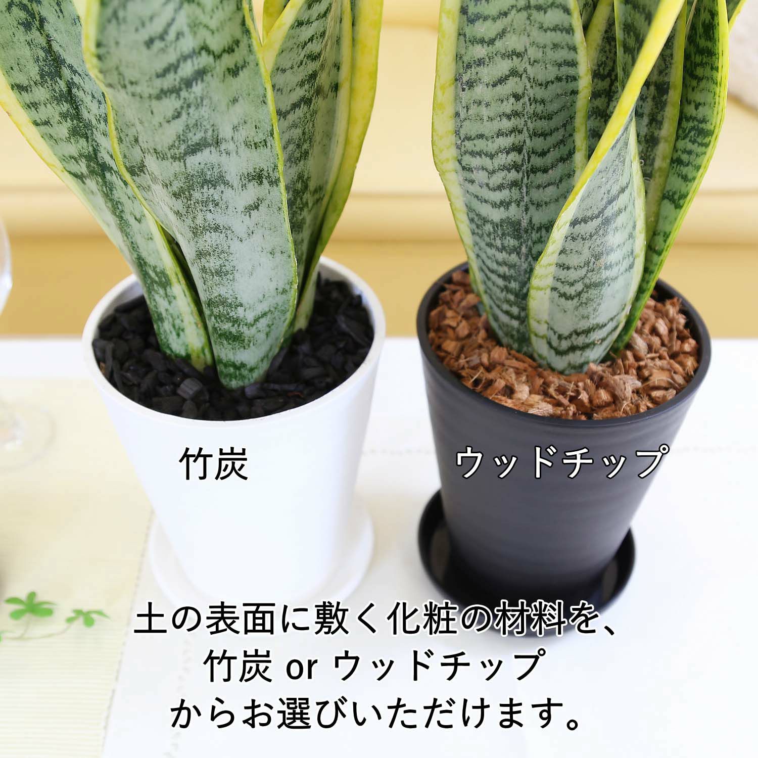 空気を浄化するといわれているサンスベリア 5号
