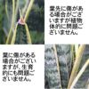 サンスベリア 5号