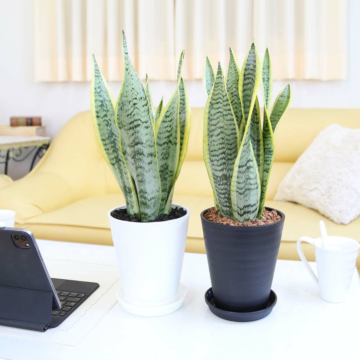 空気を浄化するといわれているサンスベリア 5号