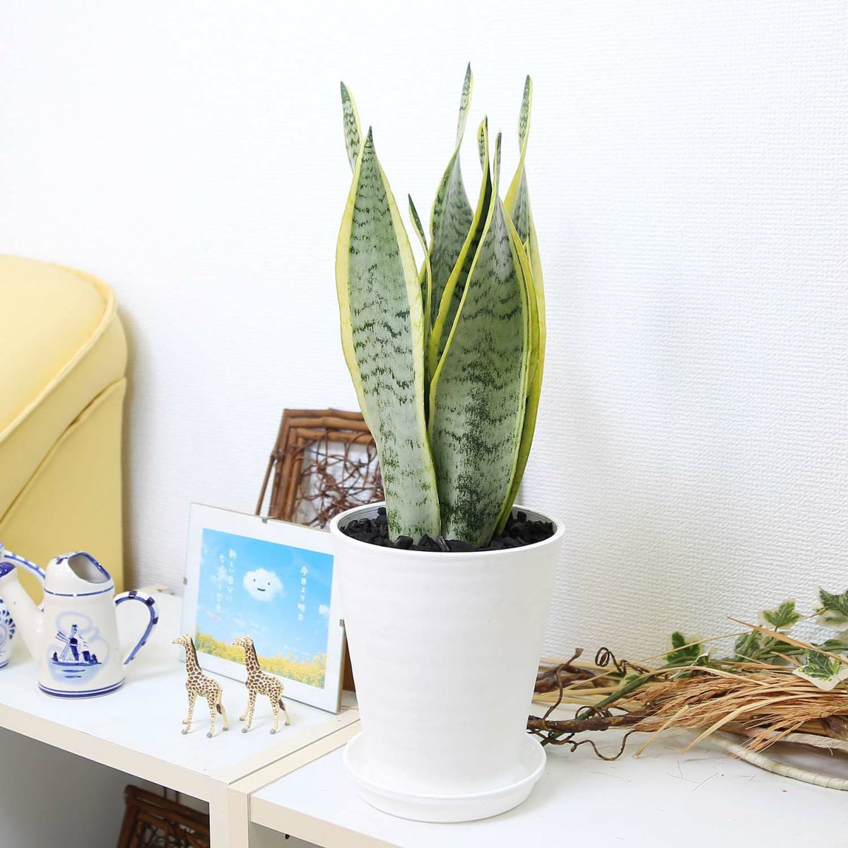 サンスベリア セラアート鉢 竹炭