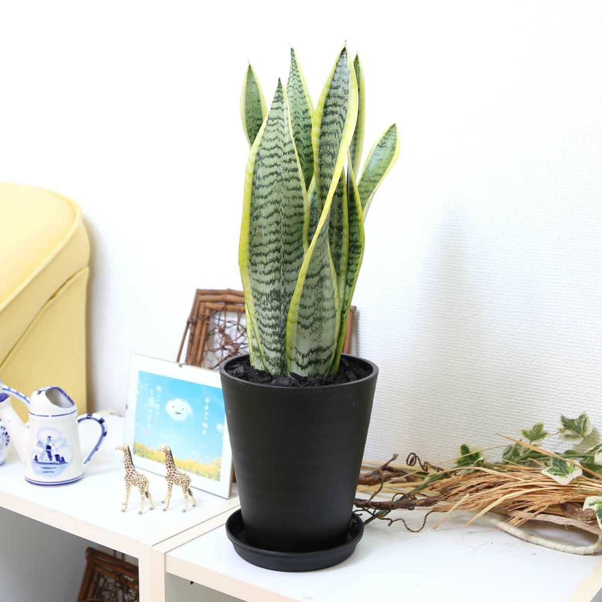 サンスベリア セラアート鉢 竹炭