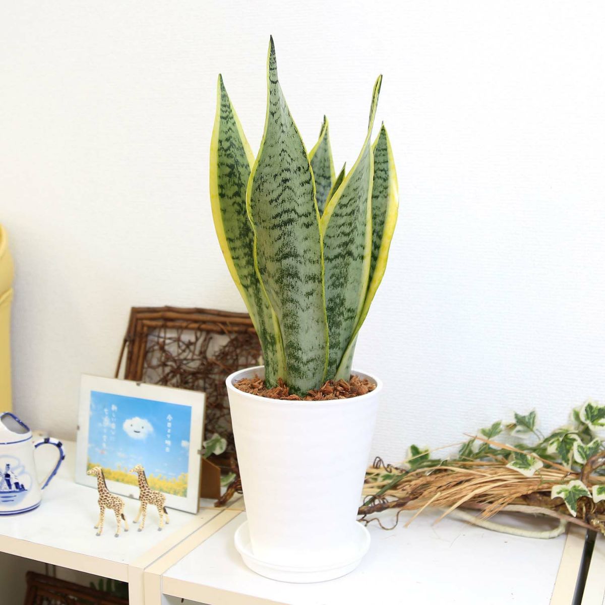 サンスベリア セラアート鉢 ウッドチップ