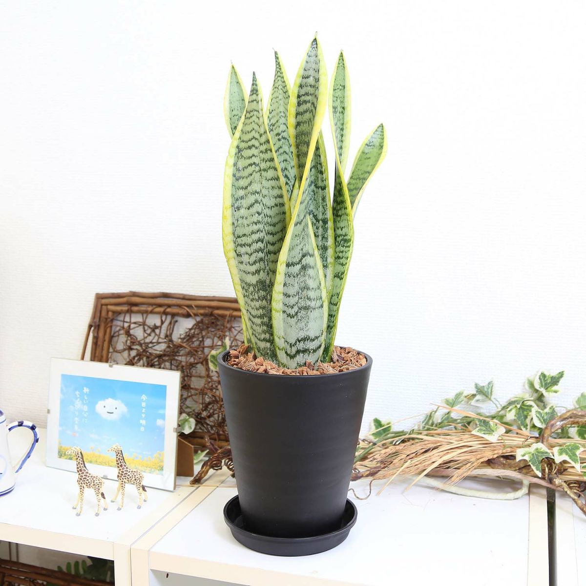 サンスベリア セラアート鉢 ウッドチップ