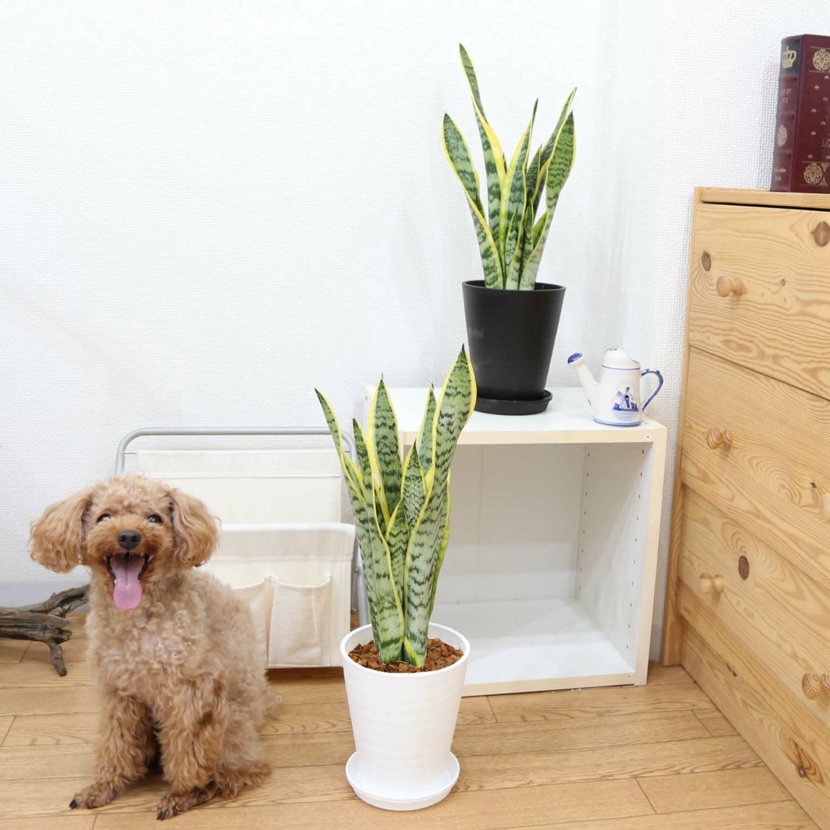 サンスベリア ５号 セラアート鉢