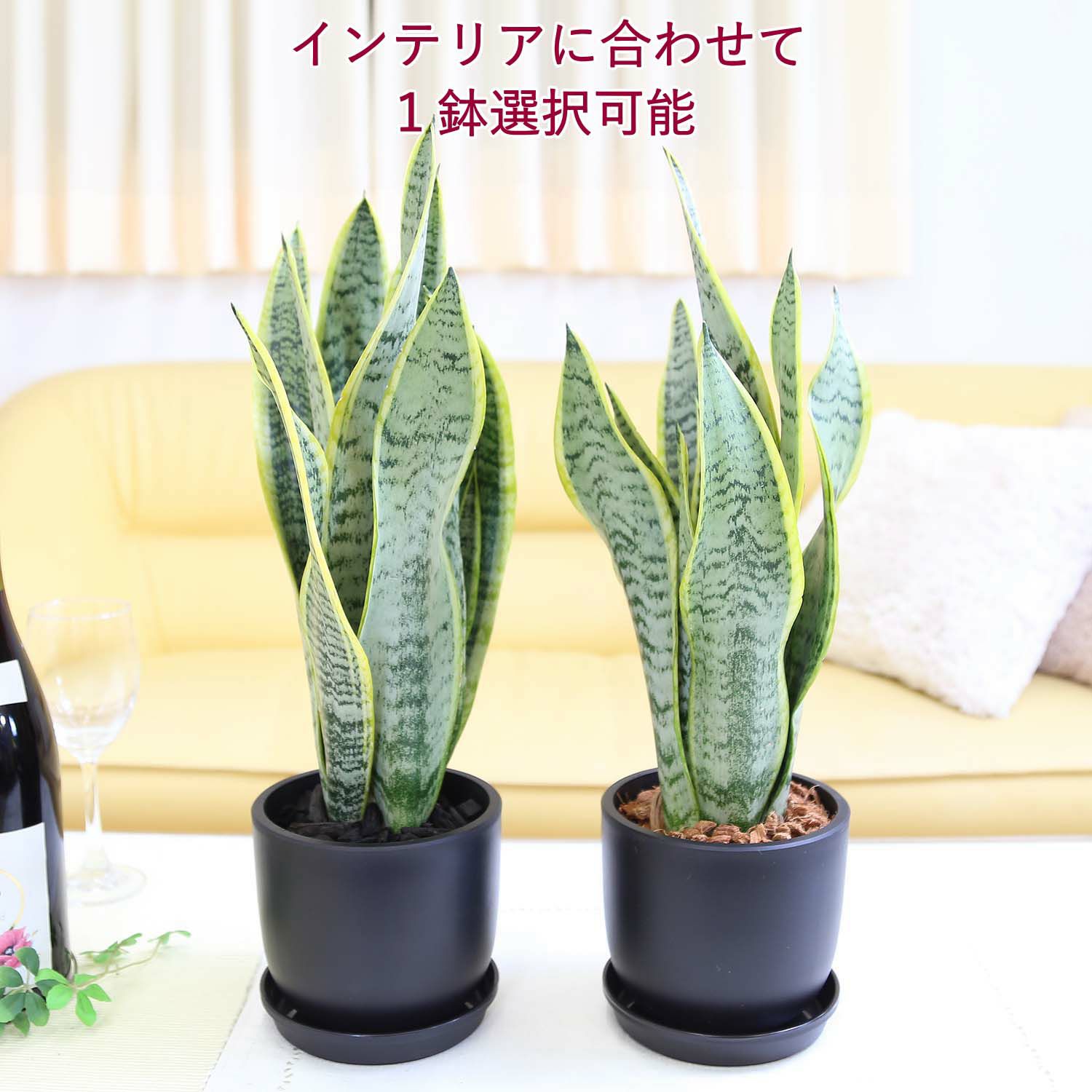 サンスベリア 5号 ブラックプラスチック鉢 丸形