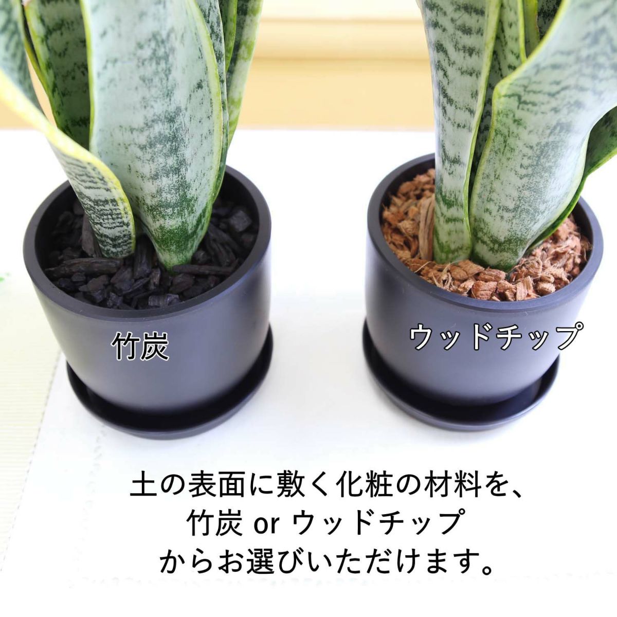 サンスベリア 5号 ブラックプラスチック鉢 丸形