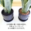 サンスベリア 5号 ブラックプラスチック鉢 丸形