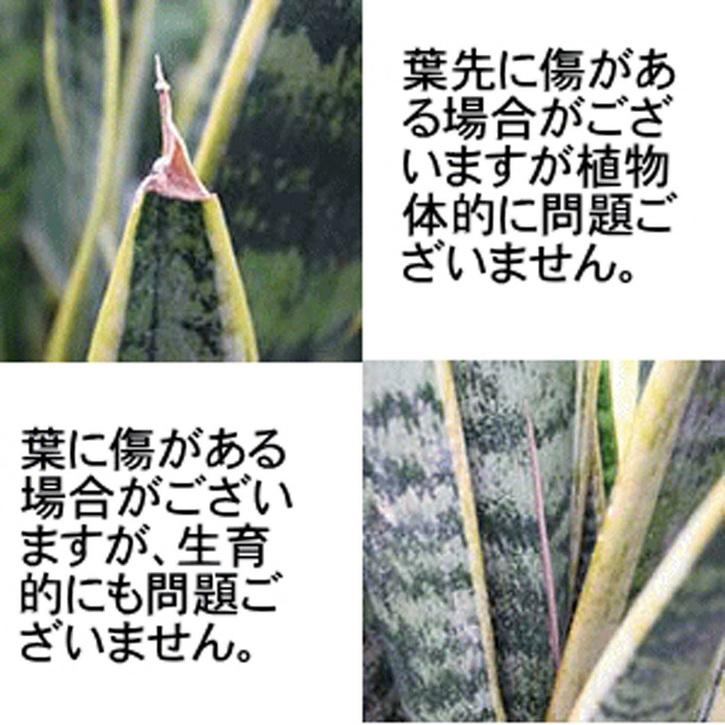 サンスベリア 5号 ブラックプラスチック鉢 丸形