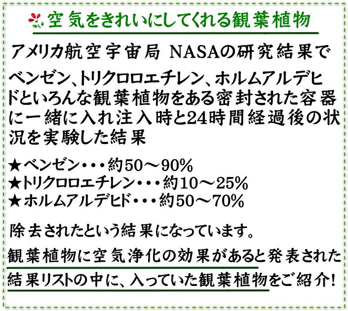 空気浄化とサンスベリア