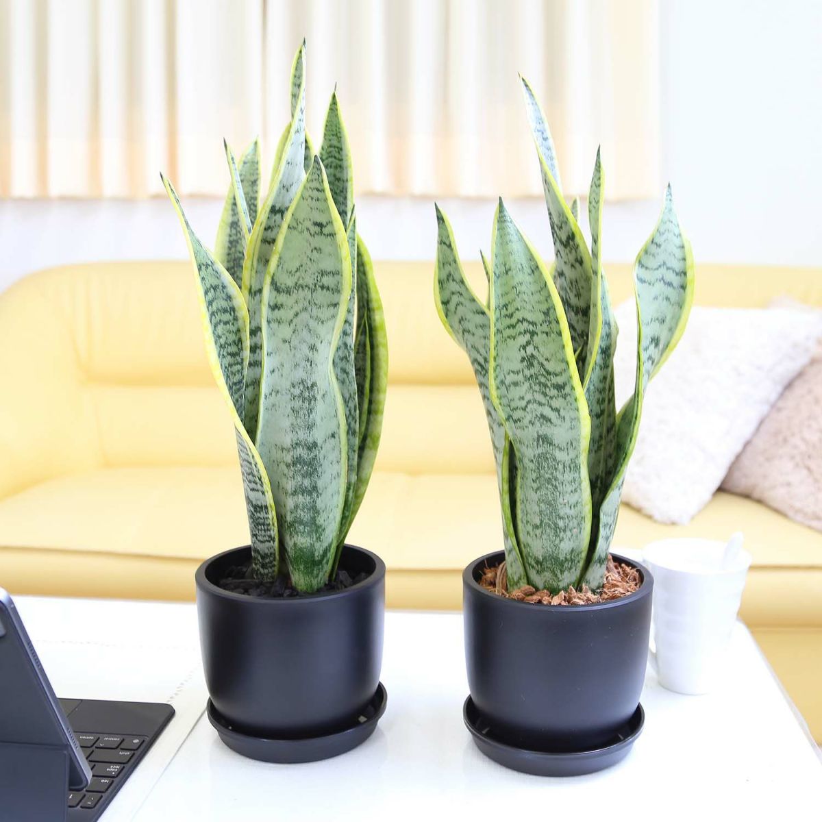 サンスベリア 5号 ブラックプラスチック鉢 丸形