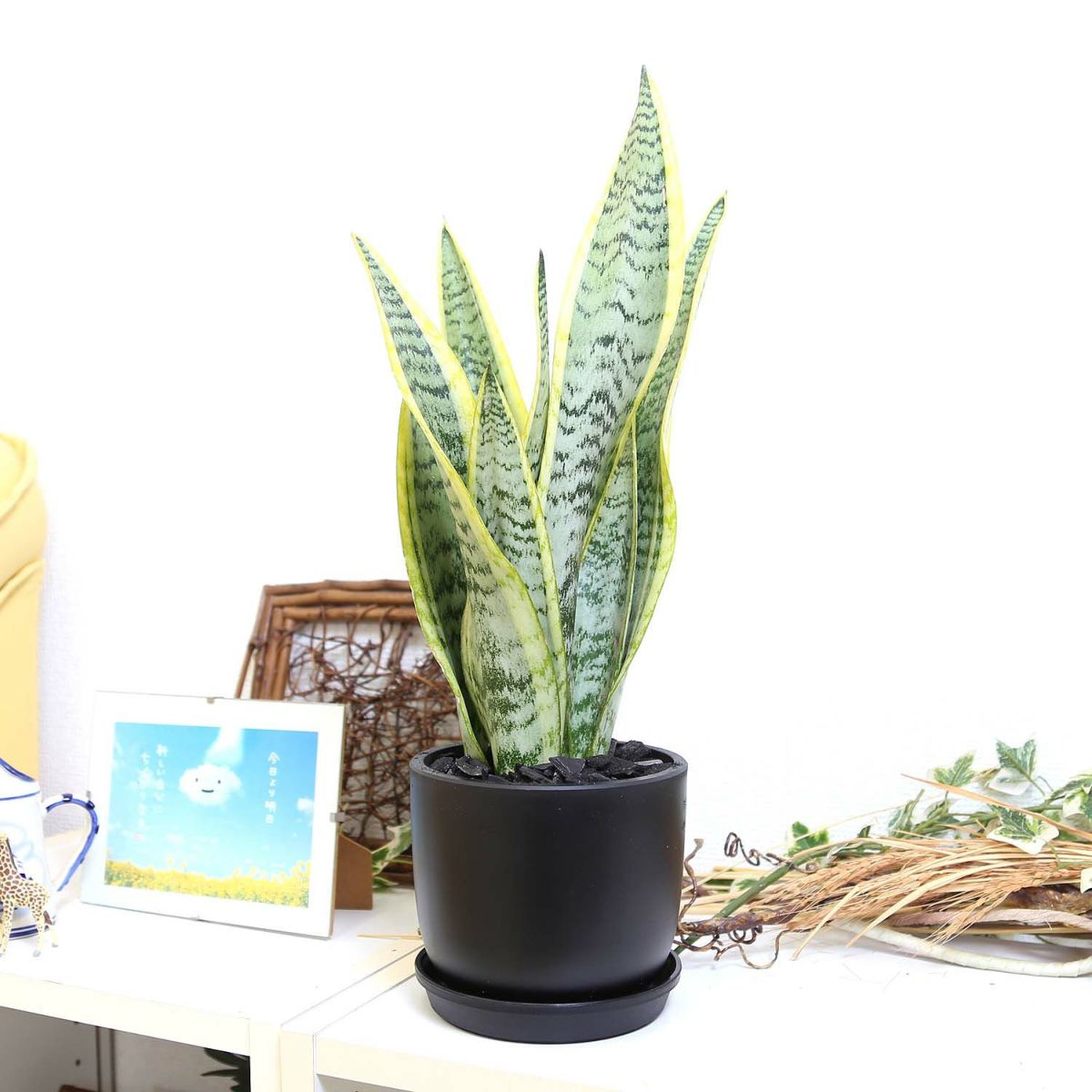 サンスベリア 5号 ブラックプラスチック鉢 丸形