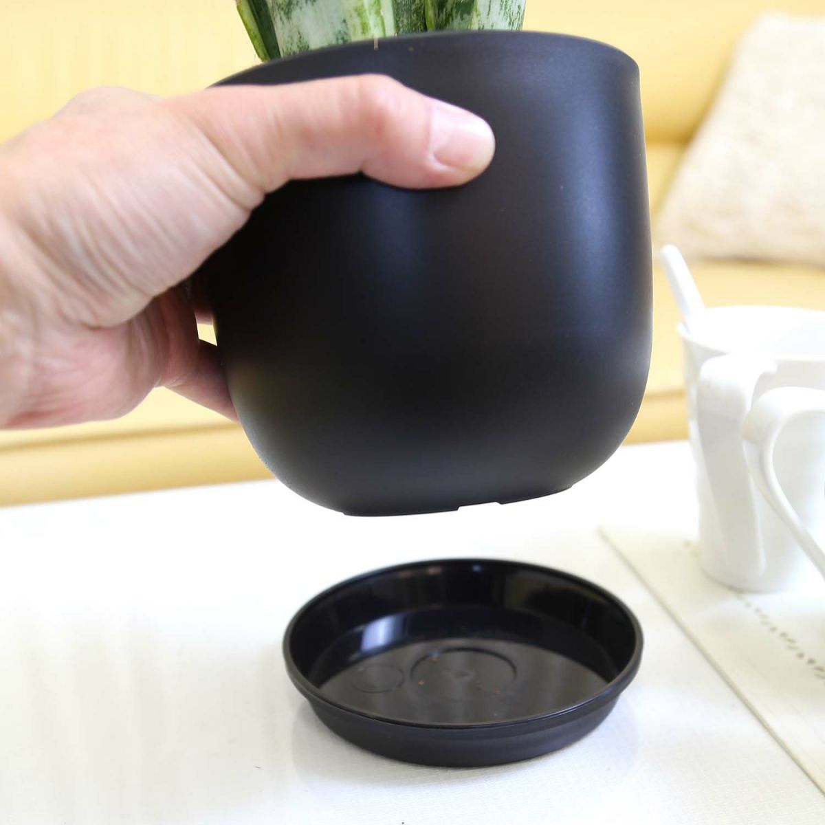 サンスベリア 5号 ブラックプラスチック鉢 丸形