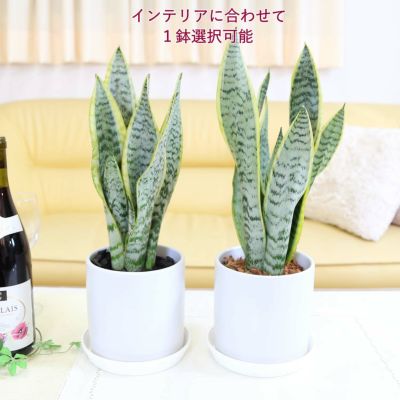 【送料無料】空気を浄化するといわれているサンスベリア 5号 陶器鉢 丸形とプラスチックの鉢皿付き