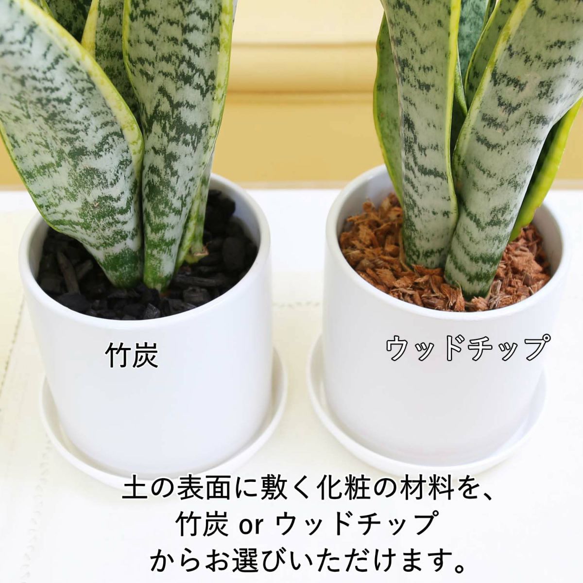 サンスベリア 5号 陶器鉢