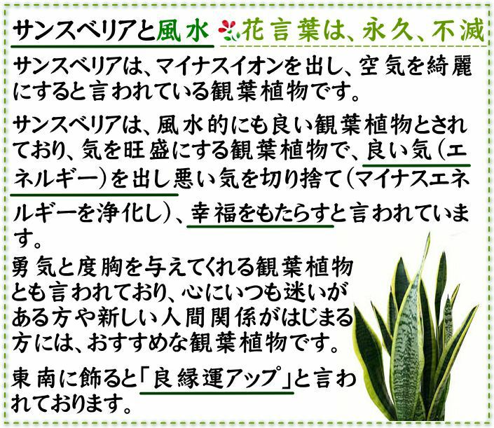 サンスベリア 5号 陶器鉢