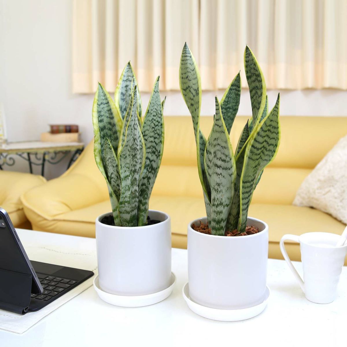 サンスベリア 5号 陶器鉢