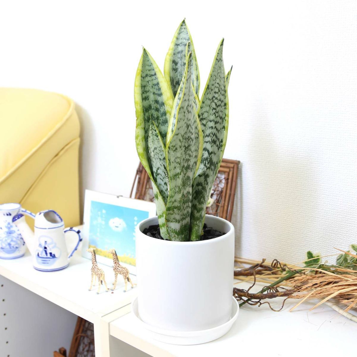 サンスベリア 5号 陶器鉢