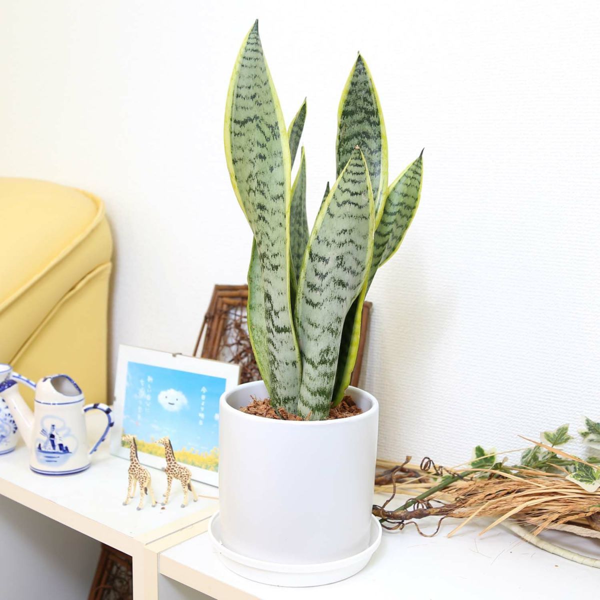 サンスベリア 5号 陶器鉢