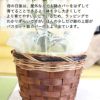 レモンの木