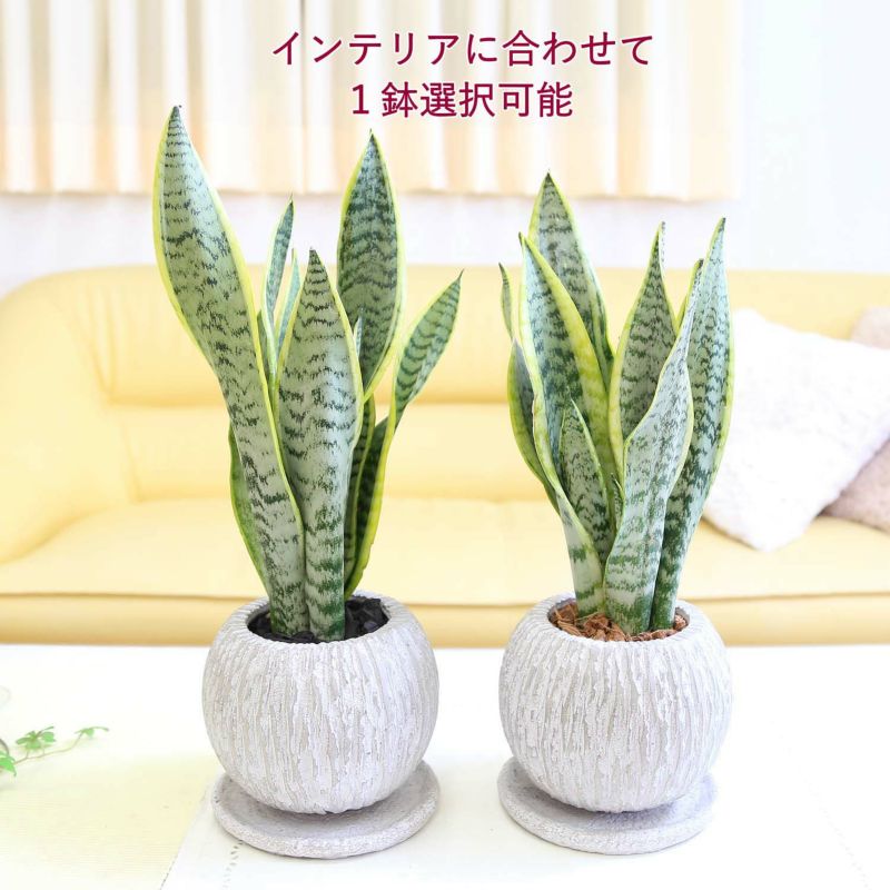 サンスベリア 5号 丸ボールセメント鉢 通販 販売｜観葉植物の