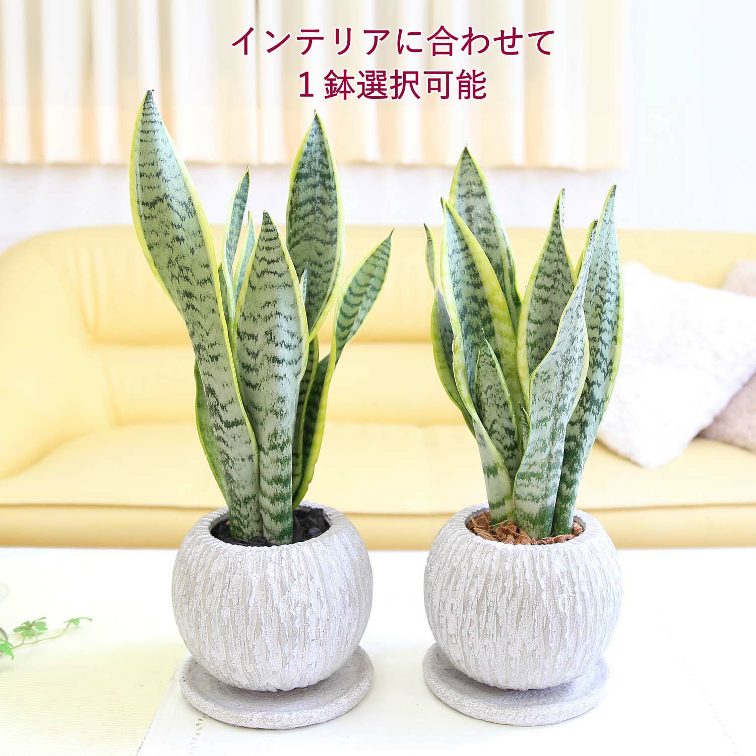 サンスベリア 5号 セメント鉢