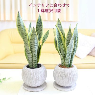 【送料無料】空気を浄化するといわれているサンスベリア 5号 セメント鉢 丸ボール形と鉢皿付き (ホワイトグレー)