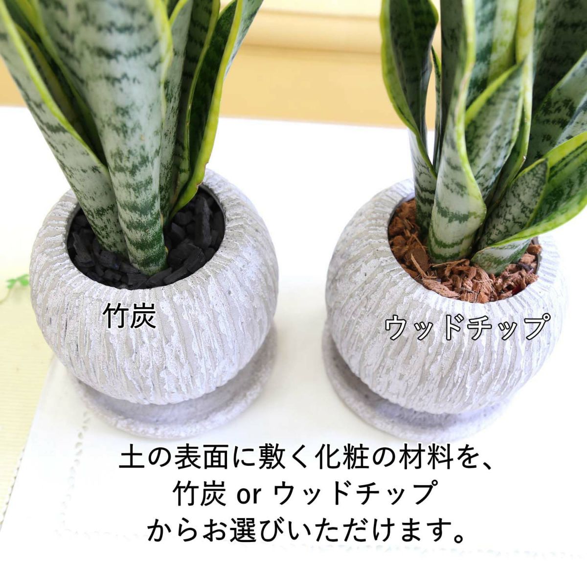 サンスベリア 5号 セメント鉢