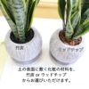 サンスベリア 5号 セメント鉢