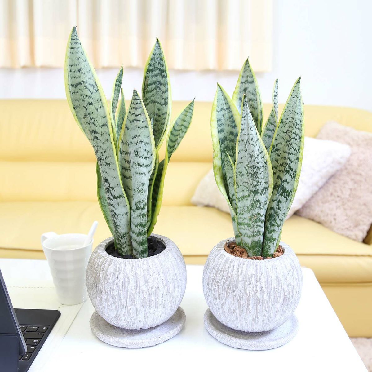 サンスベリア 5号 セメント鉢