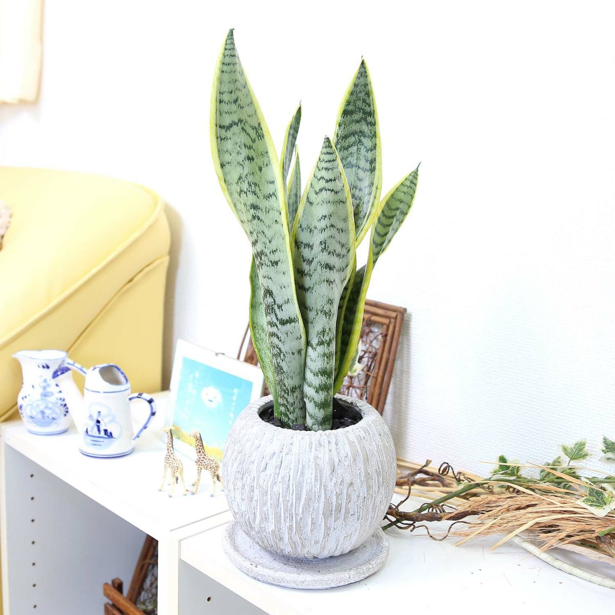 サンスベリア 5号 セメント鉢