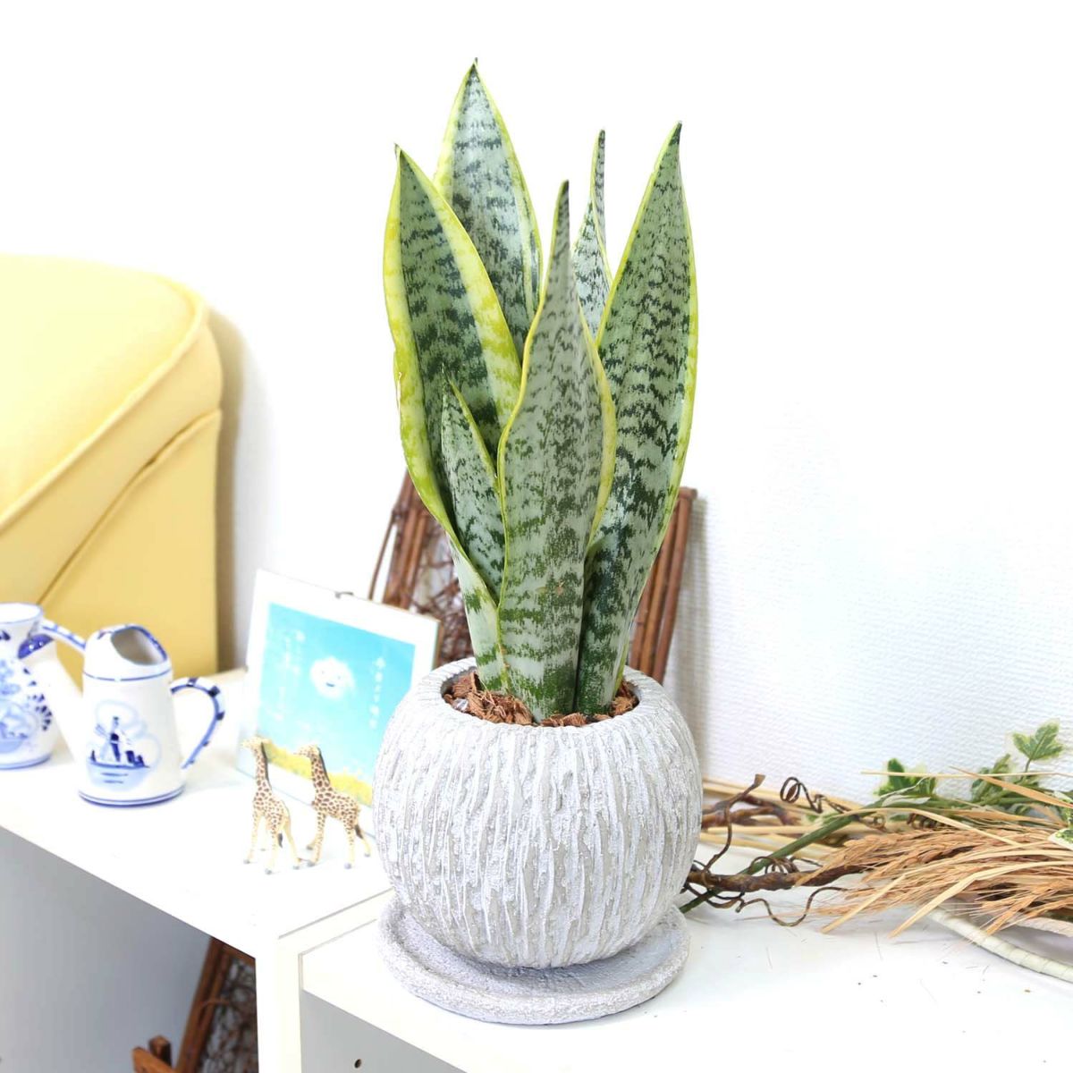 サンスベリア 5号 セメント鉢