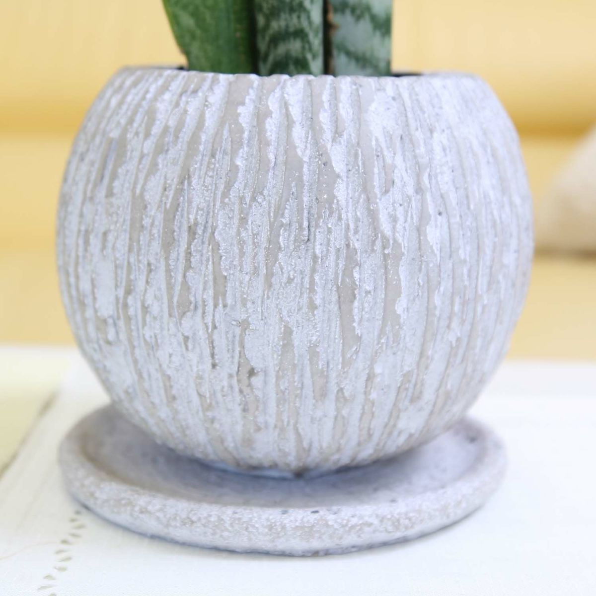 サンスベリア 5号 セメント鉢