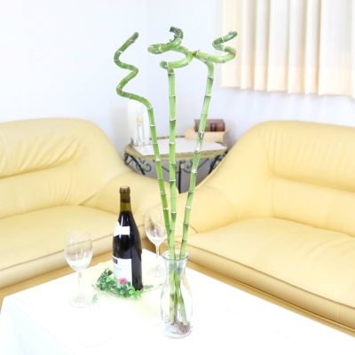 【送料無料】開運竹 ミリオンバンブー（スパイラル 約70cm）3本セット