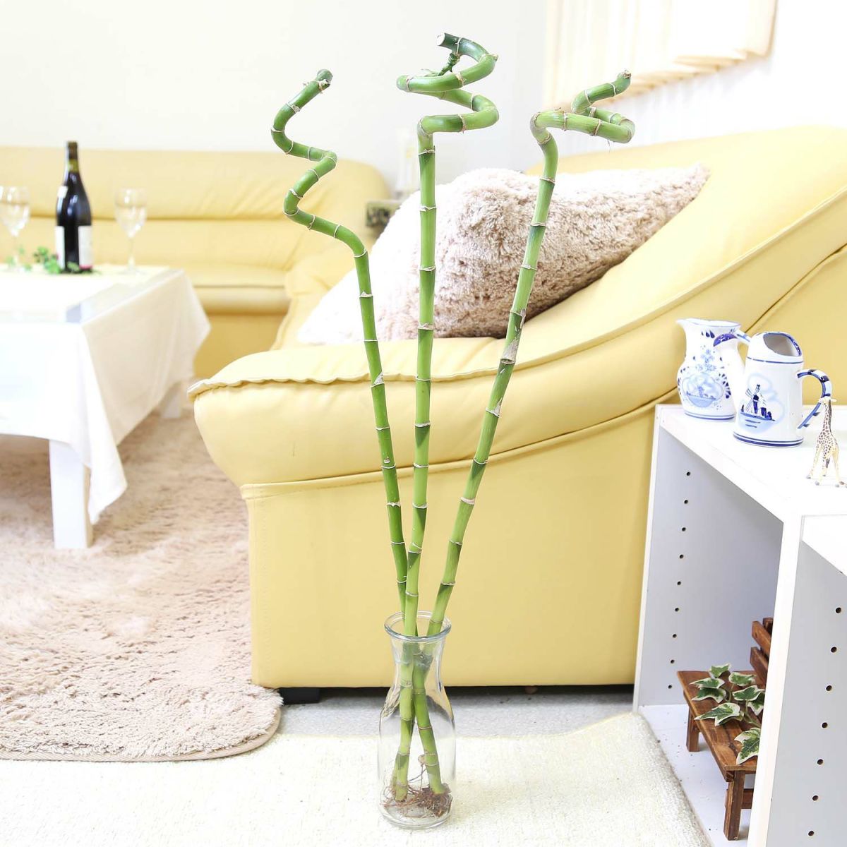 ミリオンバンブー（スパイラル 約70cm）3本セット