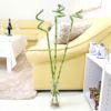 ミリオンバンブー（スパイラル 約70cm）3本セット